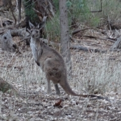 Macropus fuliginosus at Ikara-Flinders Ranges National Park - 4 May 2024