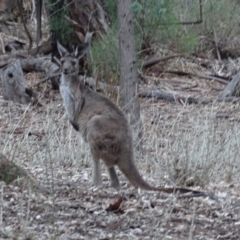 Macropus fuliginosus at Ikara-Flinders Ranges National Park - 4 May 2024 05:29 PM