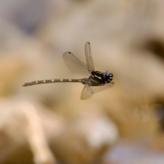 Austroaeschna pulchra (Forest Darner) at Cotter River, ACT - 28 Feb 2024 by KorinneM