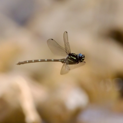 Austroaeschna pulchra (Forest Darner) at Namadgi National Park - 28 Feb 2024 by KorinneM