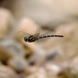 Austroaeschna pulchra at Namadgi National Park - 28 Feb 2024 04:57 PM