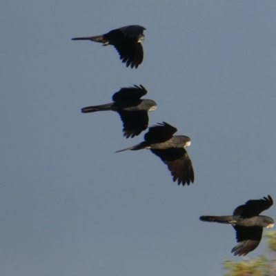 Calyptorhynchus banksii (Red-tailed Black-cockatoo) at Worsley, WA - 9 Apr 2018 by MB