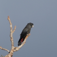 Calyptorhynchus banksii at Worsley, WA - 9 Apr 2018