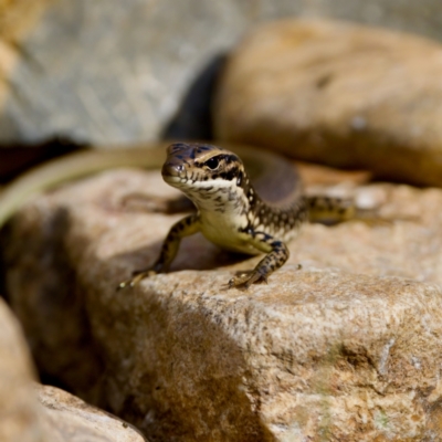 Eulamprus heatwolei (Yellow-bellied Water Skink) at Cotter River, ACT - 28 Feb 2024 by KorinneM