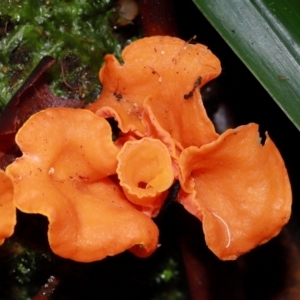Cantharellus sp. at ANBG - 10 May 2024