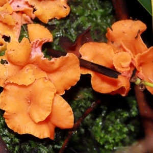 Cantharellus sp. at ANBG - 10 May 2024