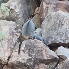 Petrogale xanthopus (Yellow-footed Rock-Wallaby) at Ikara-Flinders Ranges National Park - 4 May 2024 by Mike