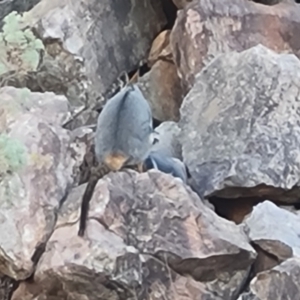 Petrogale xanthopus at Ikara-Flinders Ranges National Park - suppressed