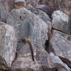 Petrogale xanthopus at Ikara-Flinders Ranges National Park - suppressed