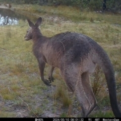 Macropus giganteus (Eastern Grey Kangaroo) at Bombay, NSW - 9 May 2024 by gnicol