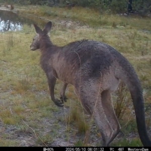 Macropus giganteus (Eastern Grey Kangaroo) at QPRC LGA by gnicol