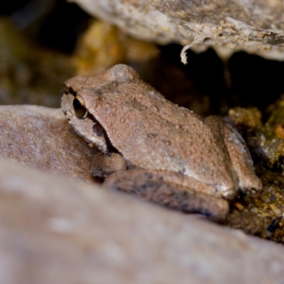 Litoria lesueuri (Lesueur's Tree-frog) at Namadgi National Park - 28 Feb 2024 by KorinneM