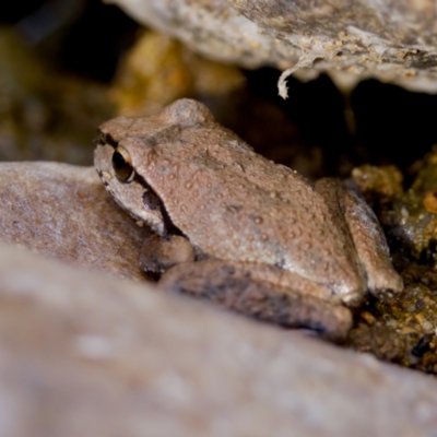 Litoria peronii at suppressed - 28 Feb 2024 by KorinneM