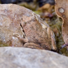 Litoria lesueuri at Namadgi National Park - 28 Feb 2024