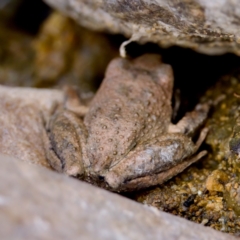 Litoria lesueuri at Namadgi National Park - 28 Feb 2024