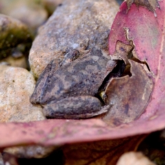 Litoria lesueuri (Lesueur's Tree-frog) at Namadgi National Park - 28 Feb 2024 by KorinneM