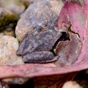 Litoria lesueuri at Namadgi National Park - 28 Feb 2024