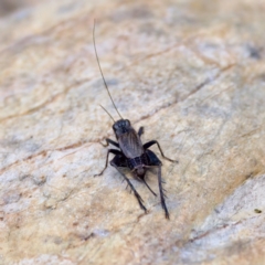 Bobilla sp. (genus) (A Small field cricket) at Cotter River, ACT - 28 Feb 2024 by KorinneM