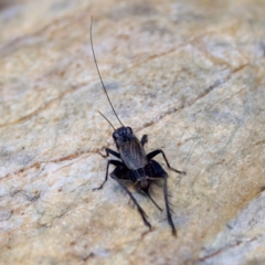 Bobilla sp. (genus) at Namadgi National Park - 28 Feb 2024