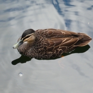 Anas superciliosa at Wellington National Park - 10 Apr 2018 11:33 AM