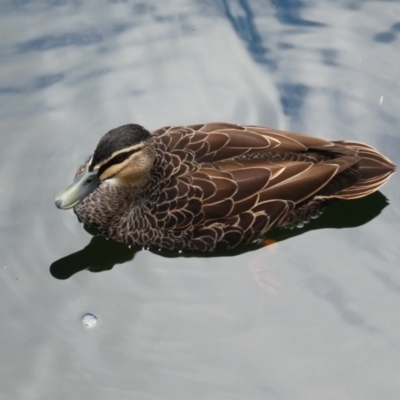 Anas superciliosa (Pacific Black Duck) at Wellington National Park - 10 Apr 2018 by MB