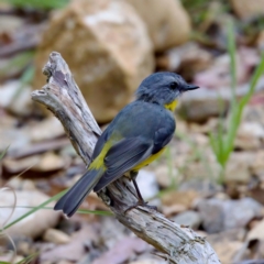 Eopsaltria australis (Eastern Yellow Robin) at Cotter River, ACT - 28 Feb 2024 by KorinneM