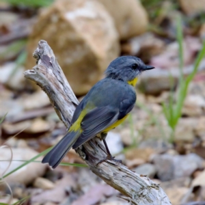 Eopsaltria australis at Namadgi National Park - 28 Feb 2024