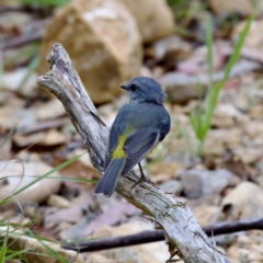 Eopsaltria australis at Namadgi National Park - 28 Feb 2024