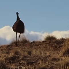 Dromaius novaehollandiae (Emu) at Willow Springs, SA - 3 May 2024 by Mike