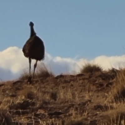 Dromaius novaehollandiae (Emu) at Willow Springs, SA - 3 May 2024 by Mike