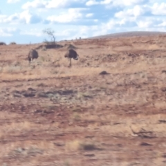 Dromaius novaehollandiae at Willow Springs, SA - 3 May 2024