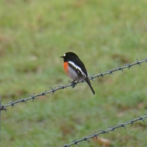 Petroica boodang at East Nannup, WA - 14 Apr 2018 08:42 AM