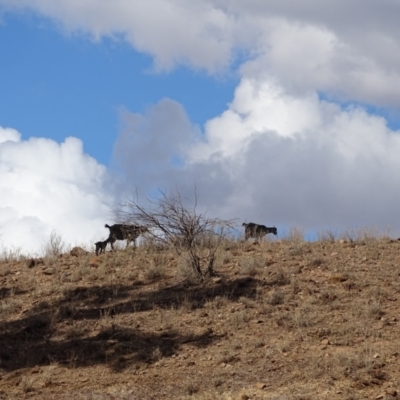 Capra hircus (Goat) at Alpana, SA - 3 May 2024 by Mike