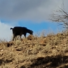 Capra hircus at Alpana, SA - 3 May 2024 02:40 PM
