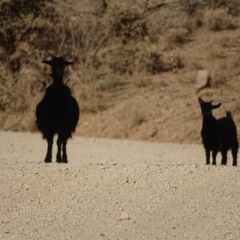 Capra hircus at Alpana, SA - 3 May 2024 02:40 PM