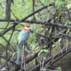 Platycercus icterotis (Western Rosella) at Yornup, WA - 15 Apr 2018 by MB