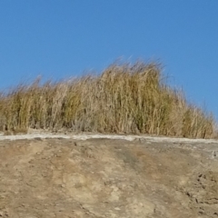 Unidentified Rush, Sedge or Mat Rush at Stuarts Creek, SA - 2 May 2024 by Mike