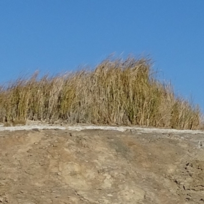 Unidentified Rush, Sedge or Mat Rush at Stuarts Creek, SA - 2 May 2024 by Mike