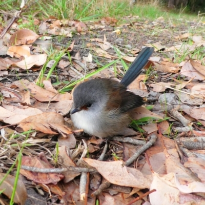 Malurus elegans (Red-winged Fairywren) at North Walpole, WA - 21 Apr 2018 by MB