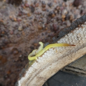 Fletchamia sp. at Walpole-Nornalup National Park - 23 Apr 2018 09:55 AM