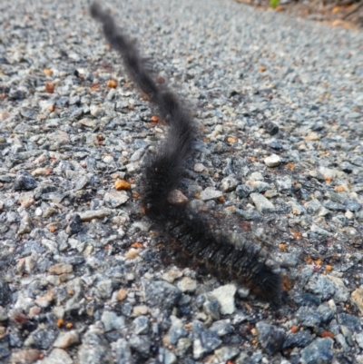 Unidentified Other Invertebrate at Ocean Beach, WA - 25 Apr 2018 by MB