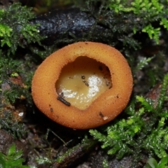 Aleurina ferruginea (Fleshy Cup Fungus) at Acton, ACT - 10 May 2024 by TimL