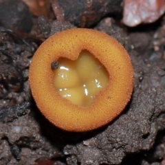 Aleurina ferruginea at ANBG - 10 May 2024