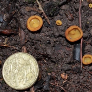 Aleurina ferruginea at ANBG - 10 May 2024