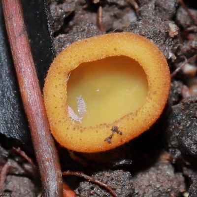 Hypogastrura sp. (genus) (A Springtail) at ANBG - 10 May 2024 by TimL