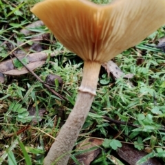 Unidentified Cap on a stem; gills below cap [mushrooms or mushroom-like] at suppressed - 9 May 2024 by Teresa