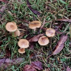 Armillaria sp. at Bodalla State Forest - 10 May 2024 09:17 AM