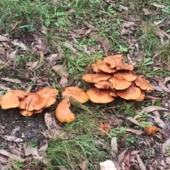 Gymnopilus junonius (Spectacular Rustgill) at Bodalla, NSW - 9 May 2024 by Teresa