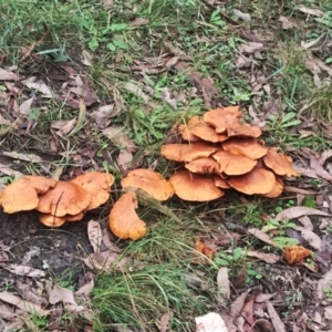 Gymnopilus junonius at Bodalla State Forest - 10 May 2024