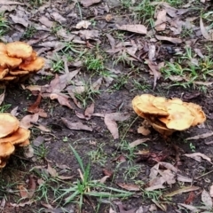 Gymnopilus junonius at Bodalla State Forest - 10 May 2024